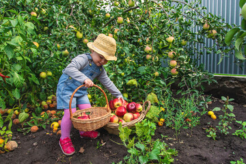 Child with apples in the garden. Selective focus.