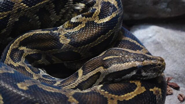 Close up of boa constrictor head moving slowly