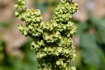 Flowers and fruits of an Alpine dock, Rumex alpinus