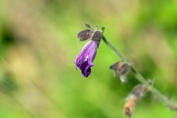 Flower of the sage species Salvia hians