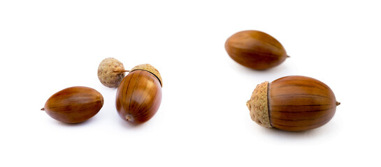 Ripe acorns isolated on a white background