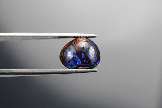Australian natural opal brown matrix boulder multi color play neon blue colorful veins freeform oval cabochon polished loose gemstone in tweezers. Gray background. Gemology theme.