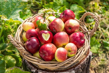 Apple harvest in the garden. Selective focus.