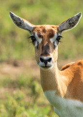 Antelope and Deers in wild forest