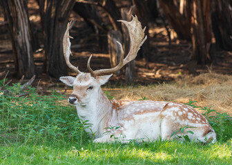 Antelope and Deers in wild forest