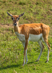 Naklejka na ściany i meble Antelope and Deers in wild forest
