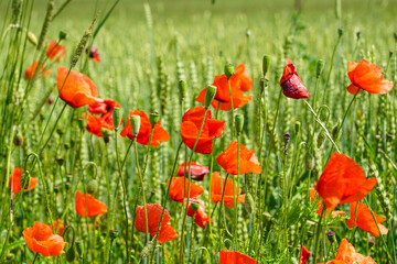 Closeup of red poppy flowers in the blurred background of a rye field