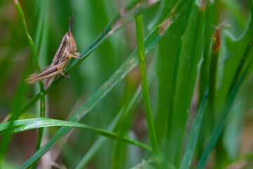 Macro of locust in green grasses