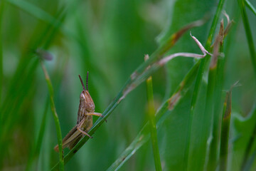 Macro of locust in green grasses