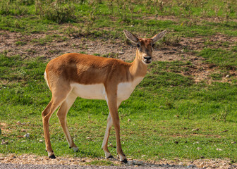 Naklejka na ściany i meble Antelope and Deers in wild forest