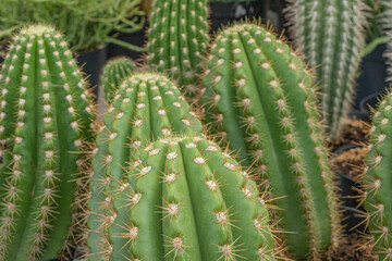 Multiple Cacti Cactus in Plant Store