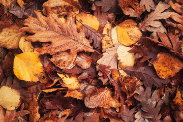 Autumn fallen leaves on the ground