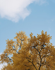 Aesthetic fall background with yellow tree on blue sky