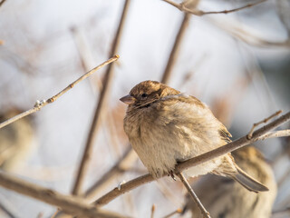 Sparrow sits on a branch without leaves.