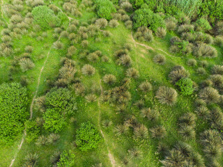 Aerial view forest tree, Rainforest ecosystem and healthy environment concept and background, Texture of green tree forest top view from above, forest in Jijel Algeria Africa, African forest