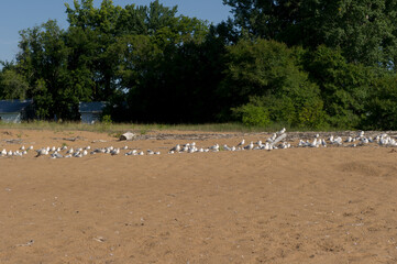 Go&eacute;land sur plage