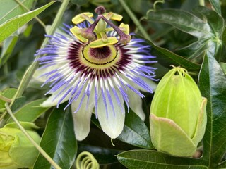 Passion fruit flower