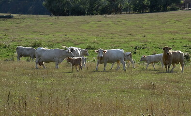 Naklejka na ściany i meble Kühe auf einer Weide in der Uckermark