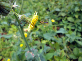 A striped wasp-like fly flies towards a yellow flower.  