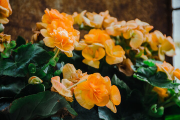 Obraz premium yellow flowers