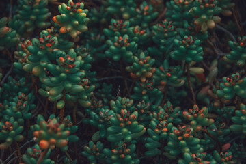 cactus in the garden