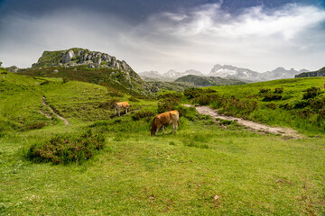 Cows eating in a meadow of the Covadonga lakes in Cangas de Onis, Asturias, Spain.