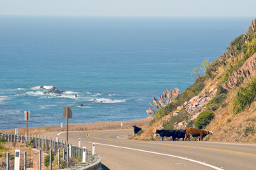 Pacific Cow Highway