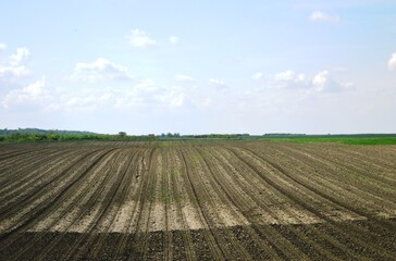 cultivated land in the plain