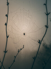 spiderweb