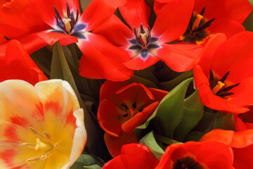 bouquet of red and yellow blooming tulips standing on a white tablecloth. Top view of flowers spring flowers