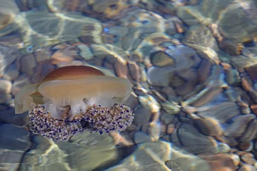 Outdoor-Kissen medusa huevo frito marrón mediterráneo 4M0A2934-as22 © txakel