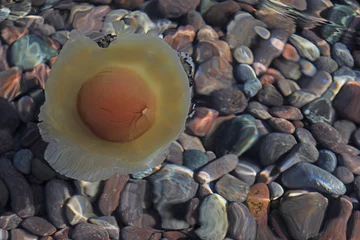 Deurstickers medusa huevo frito marrón mediterráneo 4M0A2955-as22 © txakel