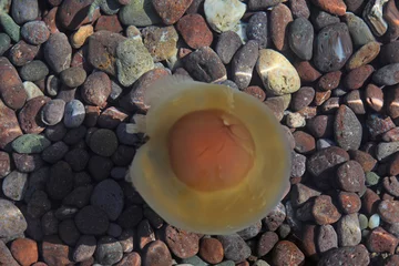 Foto auf Leinwand medusa huevo frito marrón mediterráneo 4M0A2959-as22 © txakel