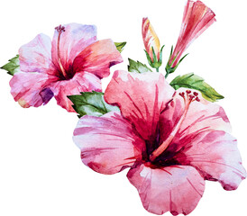 Pink hibiscus, watercolor png illustration