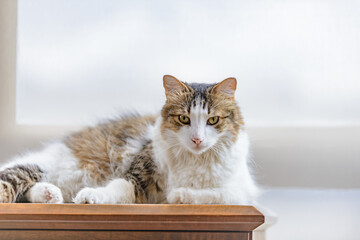 cat on the table maincoon portrait of pet elegant animal