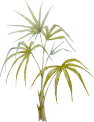 Watercolor palm tree, png illustration