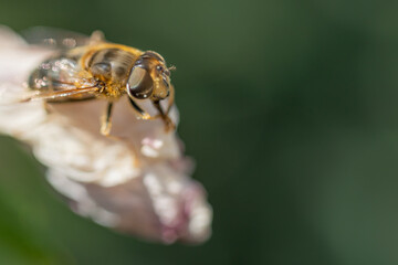 Bee