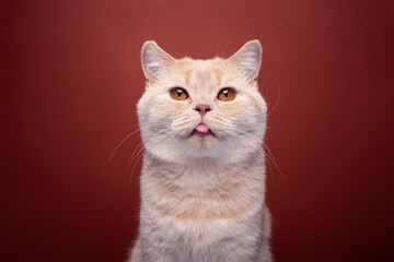 naughty ginger british shorthair cat portrait on red background sticking out tongue