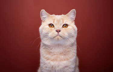 ginger british shorthair cat looking at camera  portrait on red background