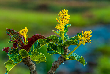 Expedition to Mount Roraima, approaching the mountain, Venezuela