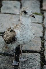 seagull on the beach