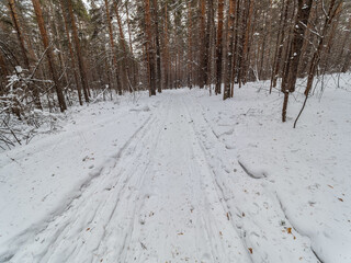 Birch and pine forest in winter day with fresh white snow