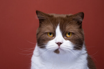 beautiful brown white british shorthair cat with yellow eyes portrait on red background