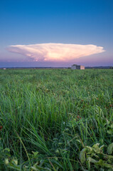 Cumulonimbus capillatus cloud over tomato field
