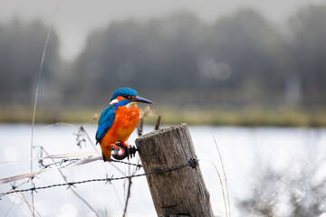 Cute little common kingfisher (Alcedo atthis) perched on a fence at the river Maas