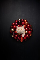 funny christmas cat portrait with red bauble wreath and tinsel decoration