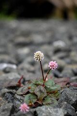 flowers on the rocks