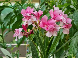 Obraz na płótnie Canvas pink flowers in a garden