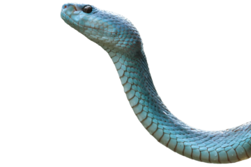 close up of a blue viper snake