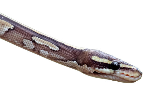 close up of a ball python